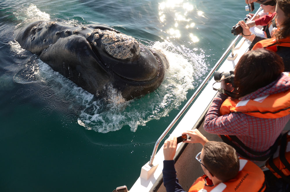 1018ballenas